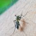 Estado de São Paulo confirma quinta morte por febre amarela no ano
